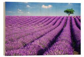 Quadro de madeira  Lavender field and tree - Matteo Colombo