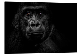 Quadro em acrílico  Monkey Gorilla - WildlifePhotography