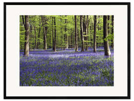 Impressão artística com moldura  Bluebells in woodland - Adrian Bicker