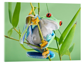 Quadro em acrílico  Red-eyed tree frog - Linda Wright