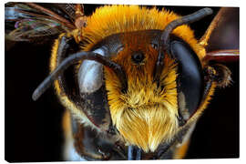 Quadro em tela  Male bee head