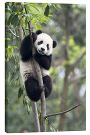 Quadro em tela  Panda numa árvore - Tony Camacho