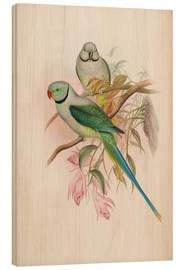 Quadro de madeira  Blue winged Parrakeet - John Gould