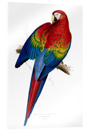 Quadro em acrílico  Red &amp; Yellow Macaw - Edward Lear