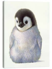 Quadro em tela  Penguin chick - John Butler