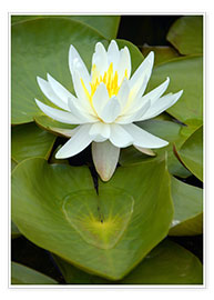 Póster white water lily