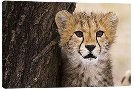 Quadro em tela  Cheetah (Acinonyx jubatus) cub, Masai Mara, Kenya, East Africa, Africa - Sergio Pitamitz