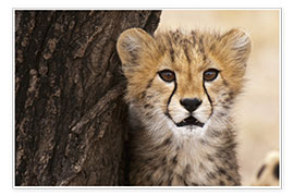 Póster  Cheetah (Acinonyx jubatus) cub, Masai Mara, Kenya, East Africa, Africa - Sergio Pitamitz