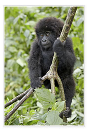 Póster  Infant mountain gorilla (Gorilla gorilla beringei) from the Kwitonda group climbing a vine, Volcanoe - James Hager