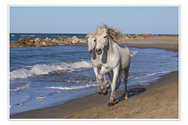 Póster Camargue horses on the beach