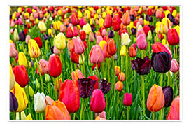 Póster tulips in spring