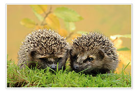 Póster  two little hedgehog - Uwe Fuchs