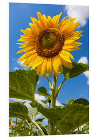 Quadro em PVC  sunflower - Gerhard Wild