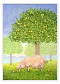 Póster  Orchard Pig - Ditz