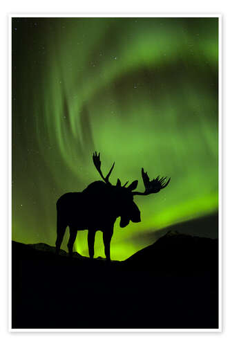 Póster Moose silhouette with Aurora borealis
