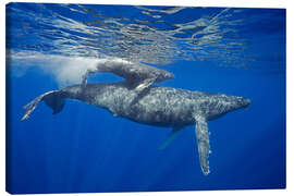 Quadro em tela  Humpback whale with calf - Dave Fleetham