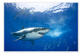 Póster  Grande tubarão branco no Caribe - Dave Fleetham