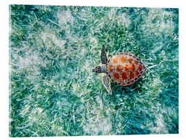 Quadro em acrílico  Green sea turtle - M. Swiet