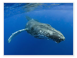 Póster Humpback Whale