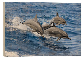 Quadro de madeira  Dolphins jump in - Dave Fleetham