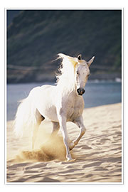 Póster White horse on the beach