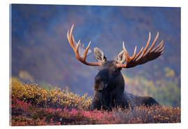 Quadro em acrílico  Bull Moose in Alaska - Milo Burcham