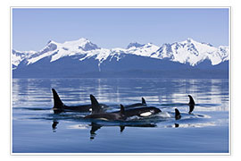 Póster Orcas in Alaska