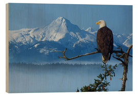 Quadro de madeira  Bald Eagle on a Spruce - John Hyde