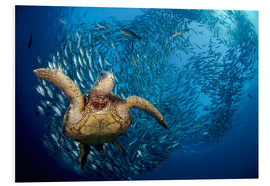 Quadro em PVC  Green sea turtle before Bali - Dave Fleetham