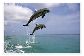 Póster  Bottlenose dolphins jumping - Tom Soucek
