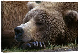 Quadro em tela  Sleeping brown bear - Gary Schultz