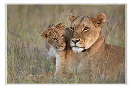 Póster  Lioness with cub - Ian Cuming