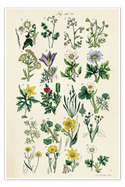 Póster  Wildflowers - Sowerby Collection