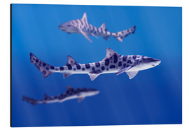 Quadro em alumínio  Leopard sharks - Don Hammond