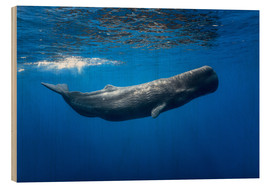 Quadro de madeira  Sperm whale - Barathieu Gabriel