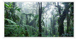 Póster  Floresta tropical na névoa, Costa Rica - Matteo Colombo
