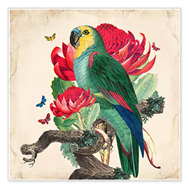 Póster  Oh My Parrot X - Mandy Reinmuth