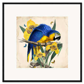 Impressão artística com moldura  Oh My Parrot IX - Mandy Reinmuth