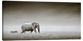 Quadro em tela  Elefante e zebra - Johan Swanepoel