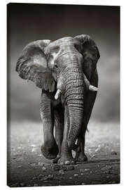 Quadro em tela  Elefante a aproximar-se - Johan Swanepoel