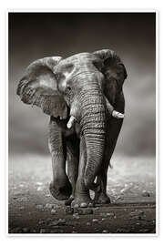 Póster  Elefante a aproximar-se - Johan Swanepoel