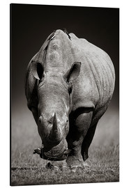 Quadro em alumínio  Rhinoceros portrait - Johan Swanepoel