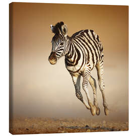 Quadro em tela  Zebra calf running in dusty Etosha desert - Johan Swanepoel