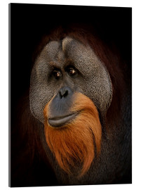 Quadro em acrílico  Orangutan Portrait