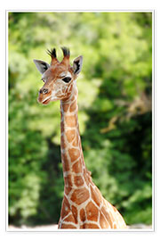 Póster Baby Giraffe Portrait
