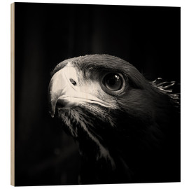 Quadro de madeira  view of the young eagle