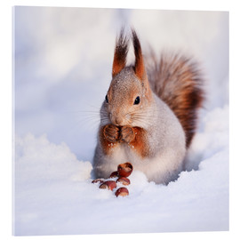 Quadro em acrílico  Esquilo na neve