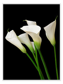 Póster  Calla lilies