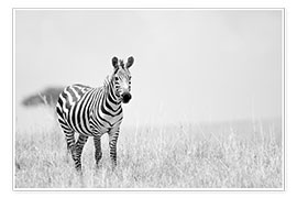 Póster  Zebra colt