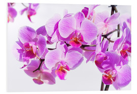 Quadro em PVC  Beautiful pink-magenta orchid